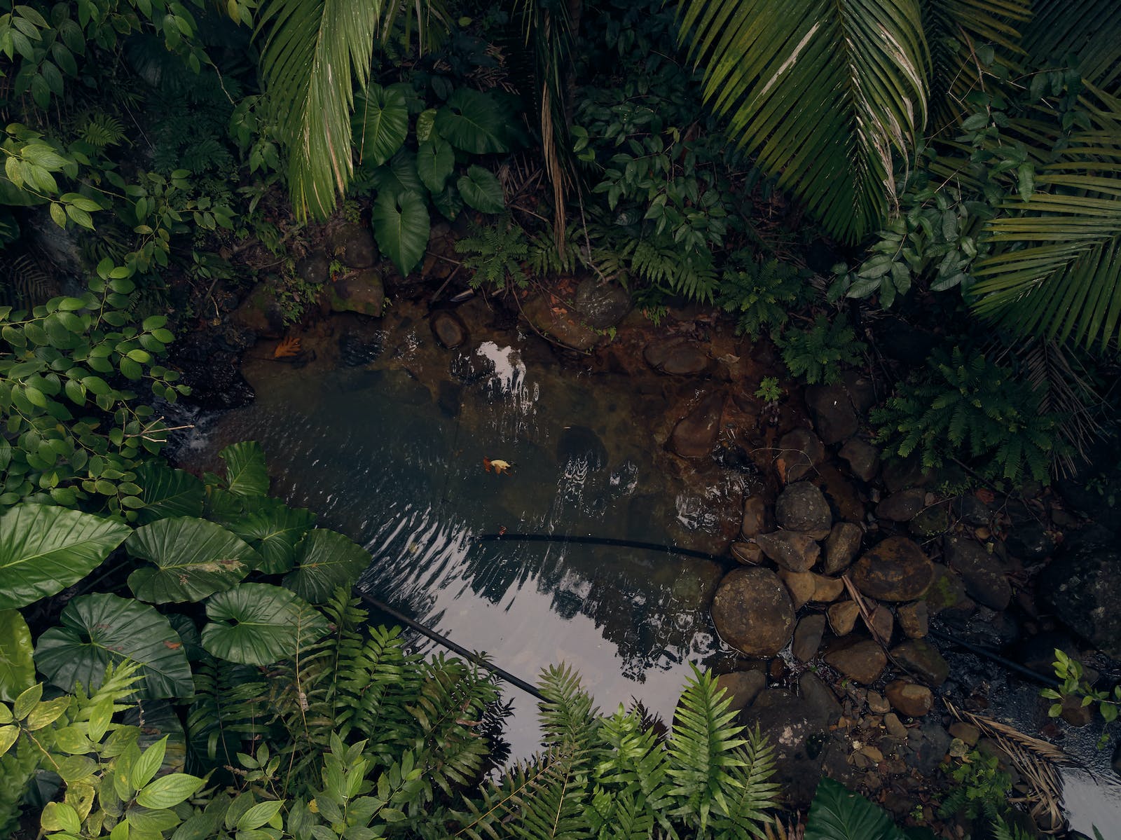 A Step into Mindfulness with Forest Bathing